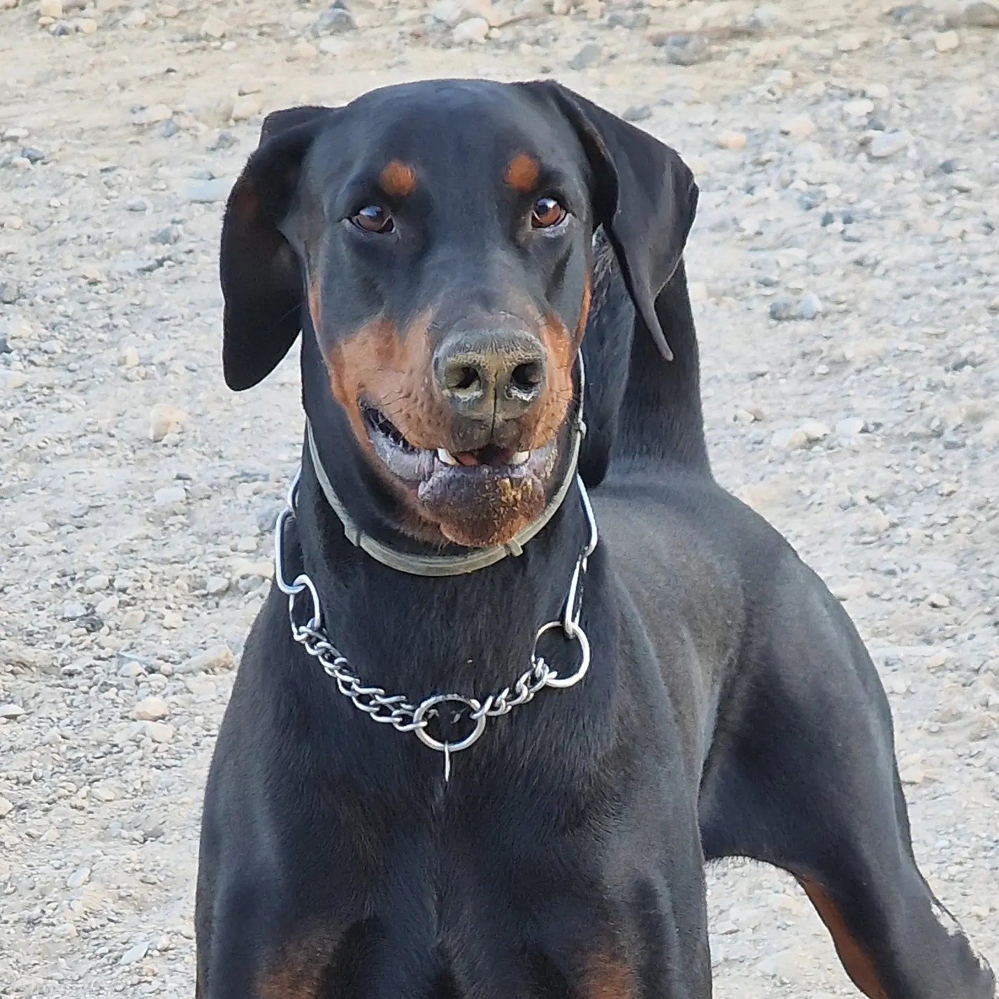 resort canino party dogs