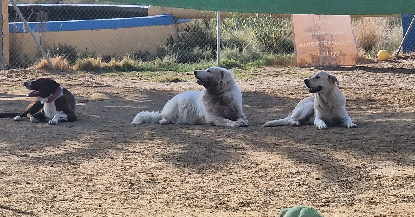 resort canino party dogs