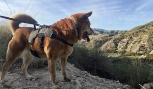 residencia canina leco