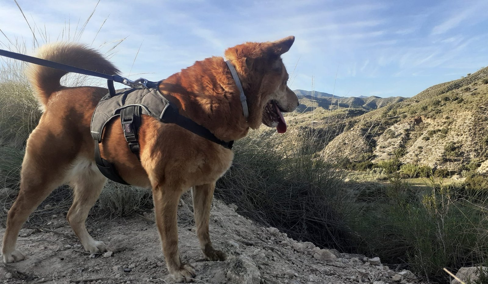 residencia canina leco