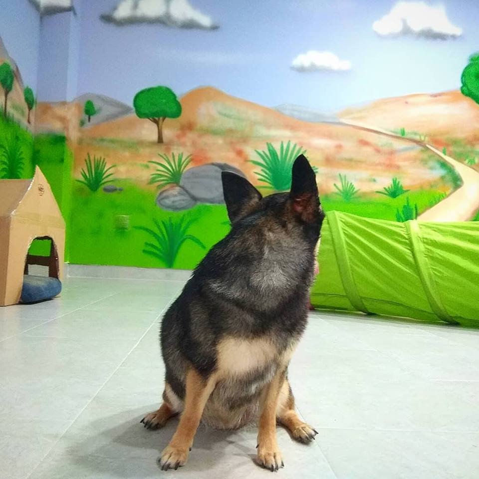 guardería canina consentidogs
