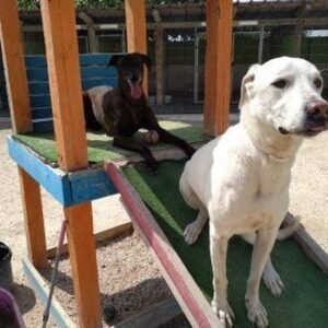 hotel canino y felino el rey de la casa