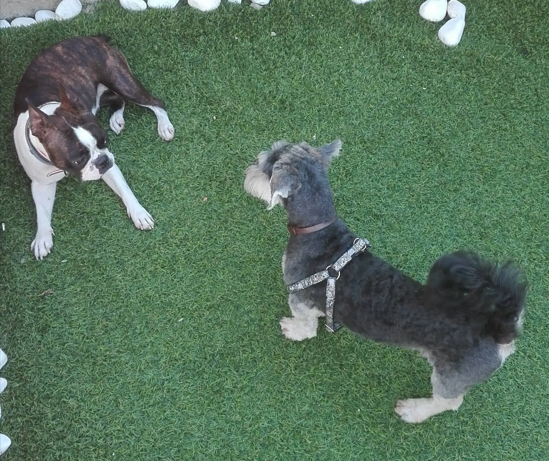alojamiento canino barbadog
