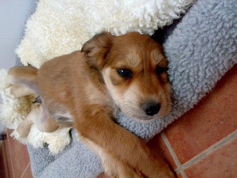 residencia canina luis ramos