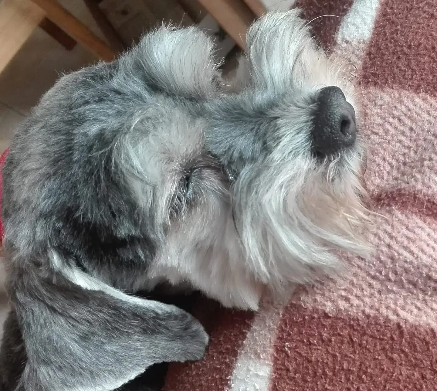 alojamiento canino barbadog