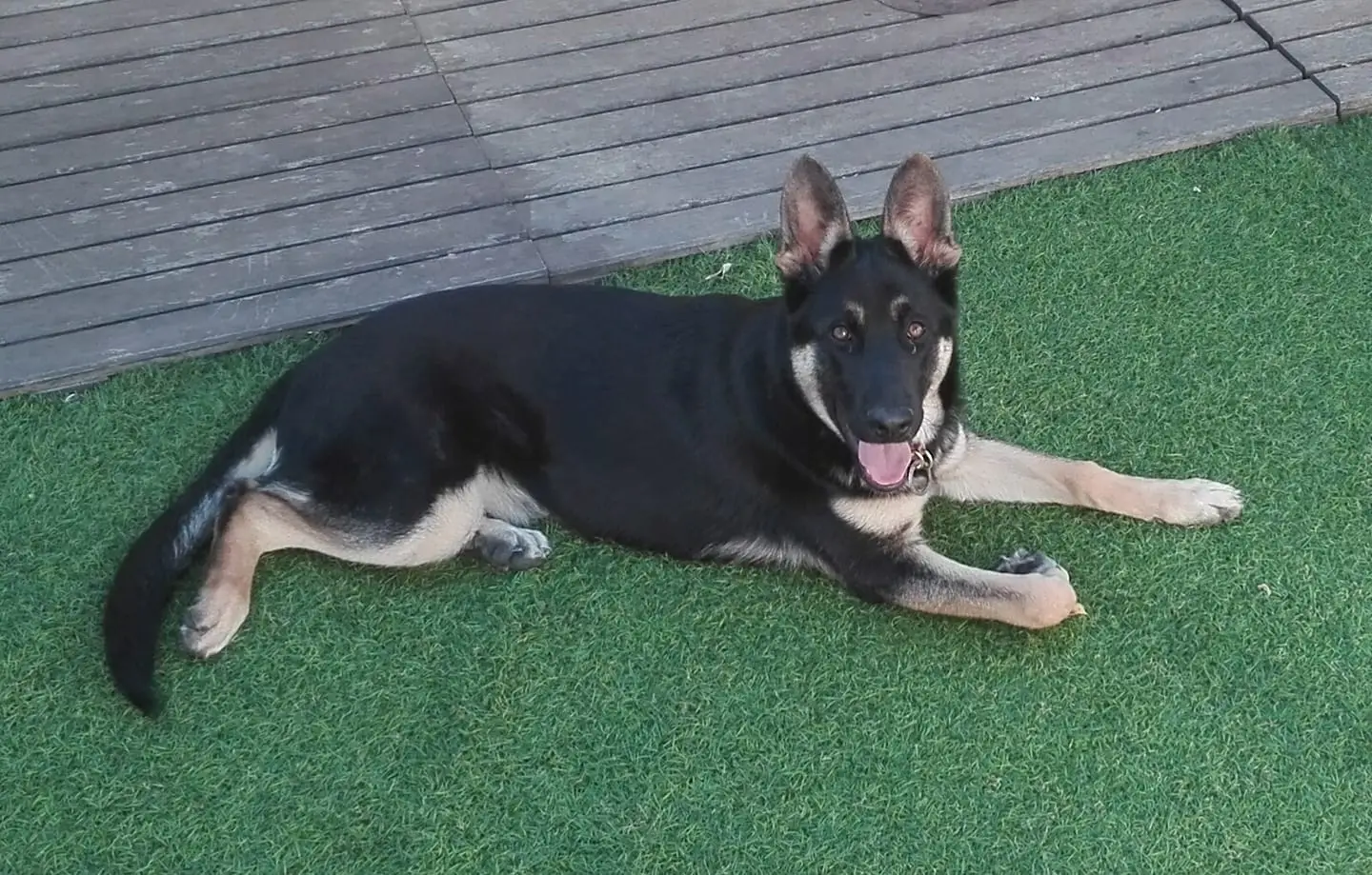 alojamiento canino barbadog