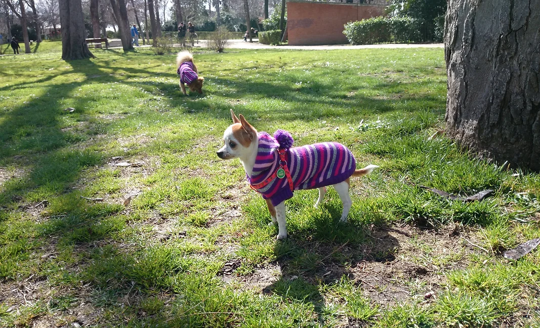 hotel canino para perros pequeños elis puppy