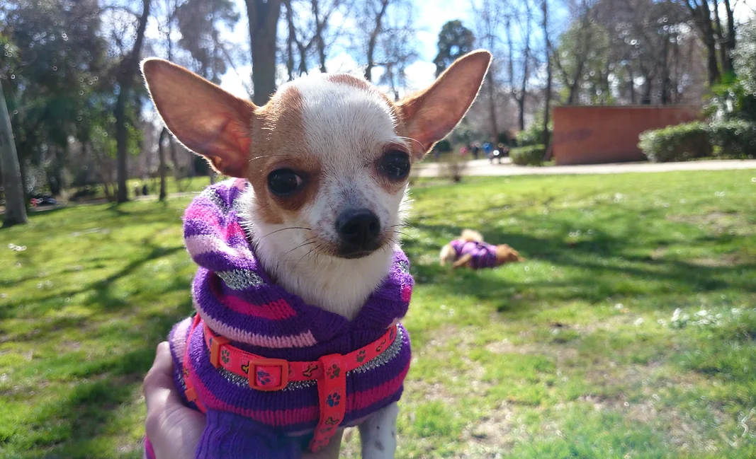 hotel canino para perros pequeños elis puppy