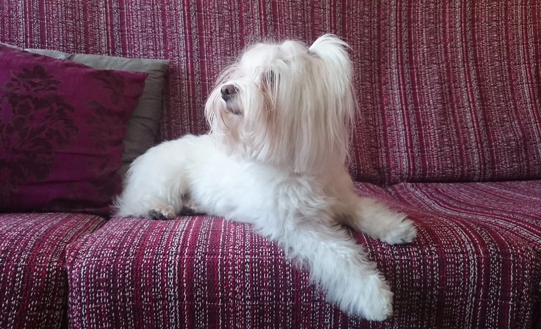 hotel canino para perros pequeños elis puppy
