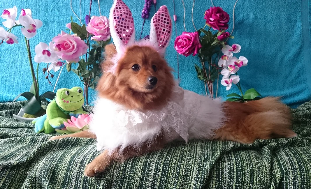 hotel canino para perros pequeños elis puppy