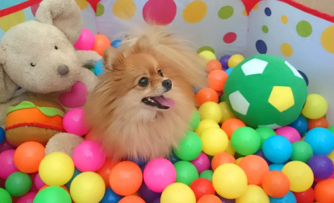 hotel canino para perros pequeños elis puppy