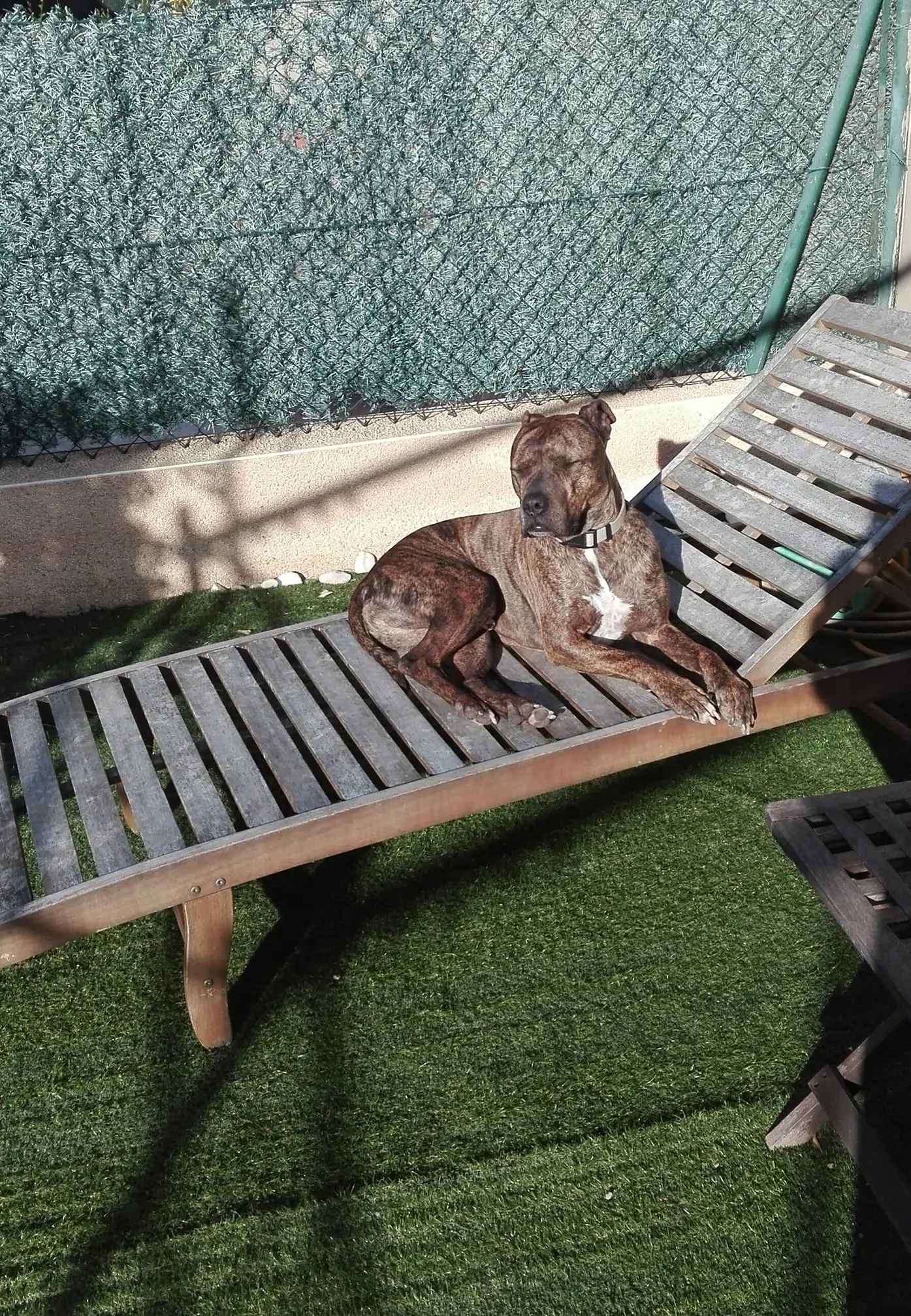 alojamiento canino barbadog