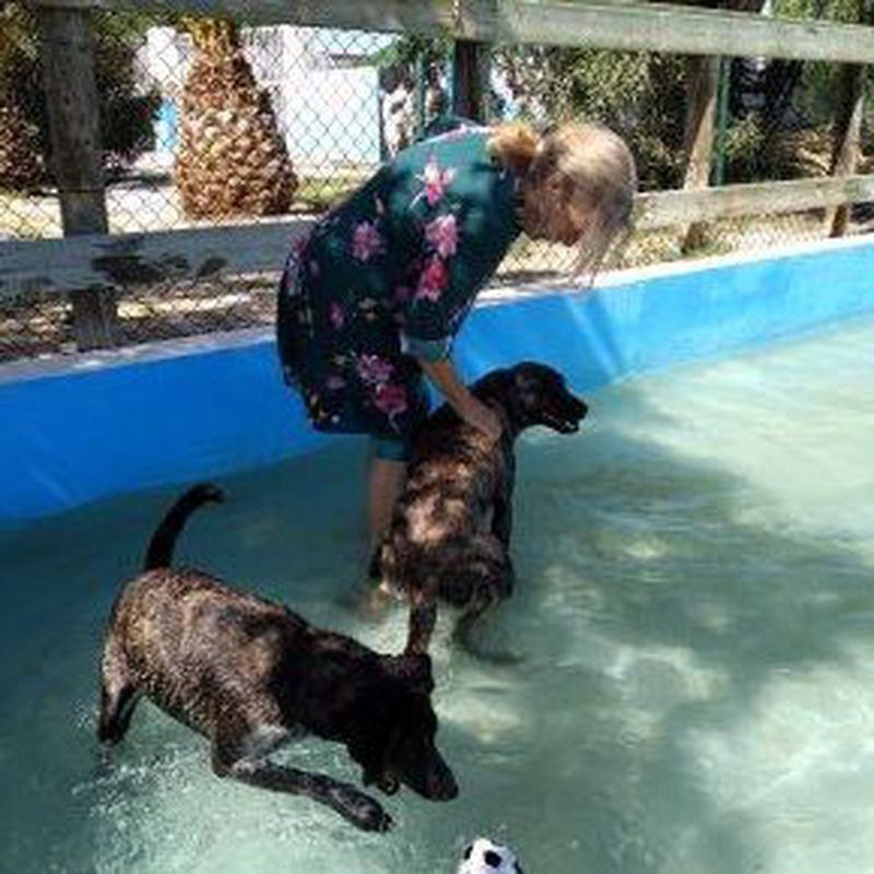 hotel canino y felino el rey de la casa