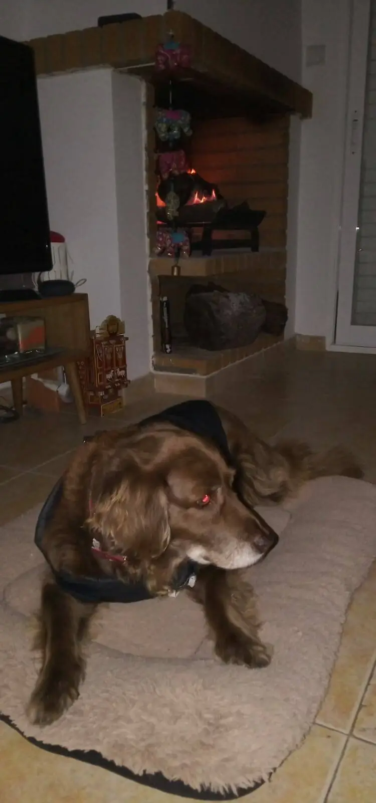 alojamiento canino barbadog