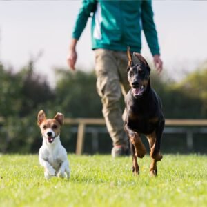 hotel para perros canhotel