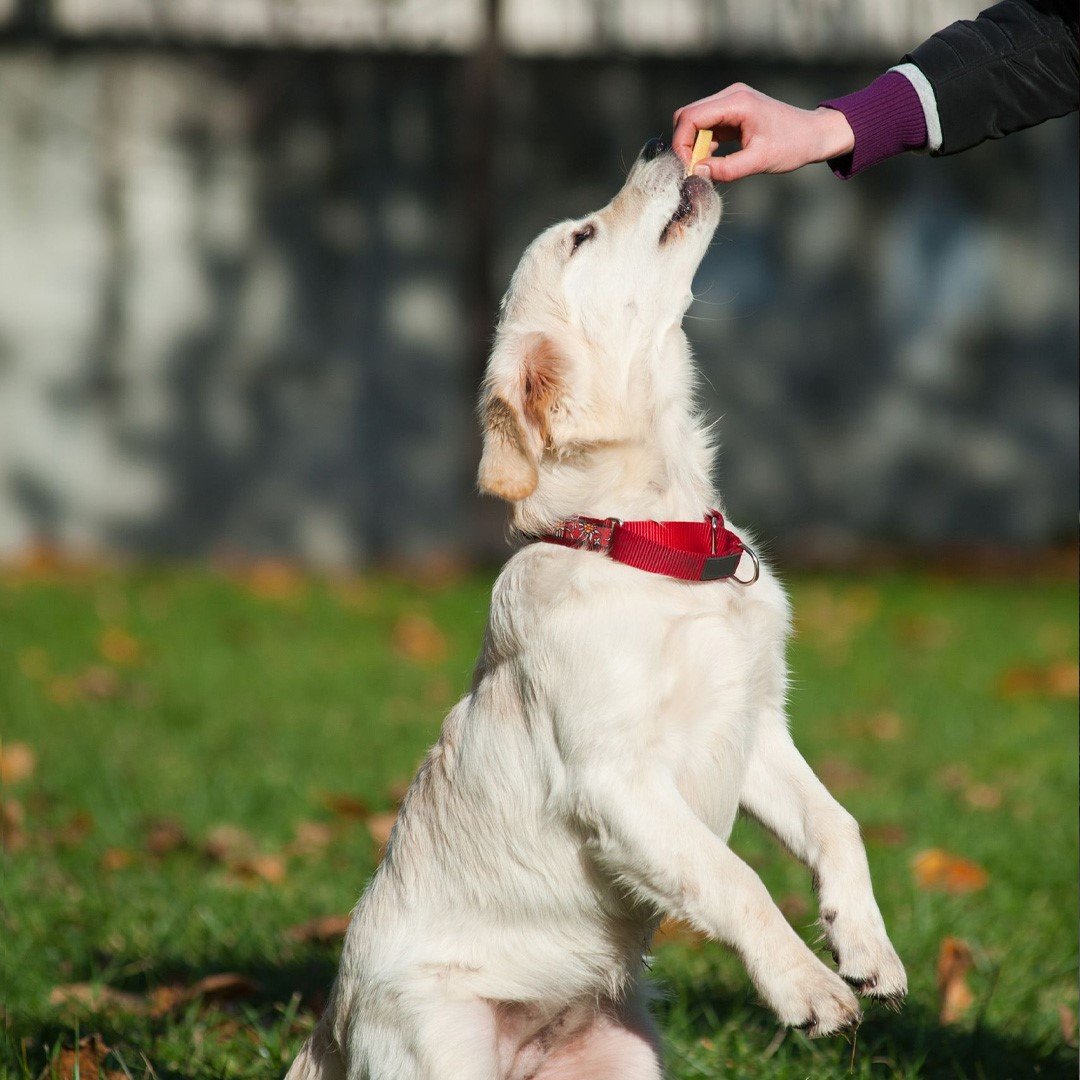hotel para perros canhotel