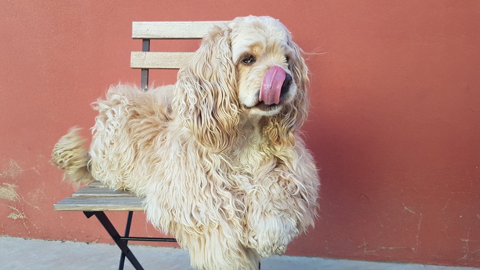 residencia canina dog village