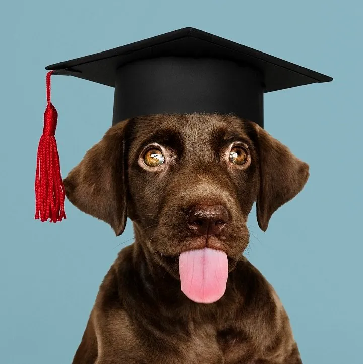 residencia canina dirty & happy