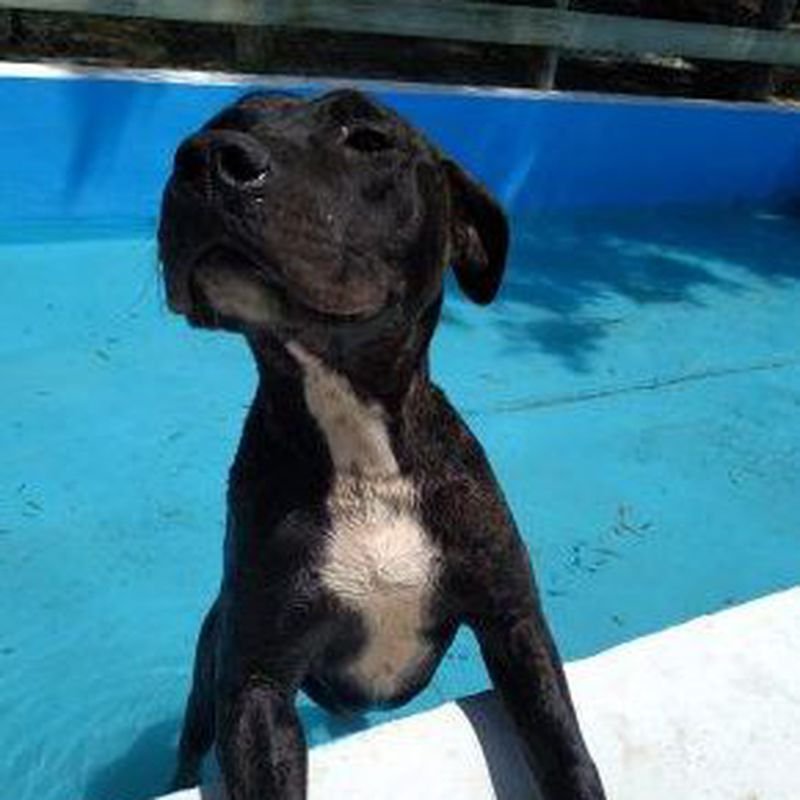 hotel canino y felino el rey de la casa