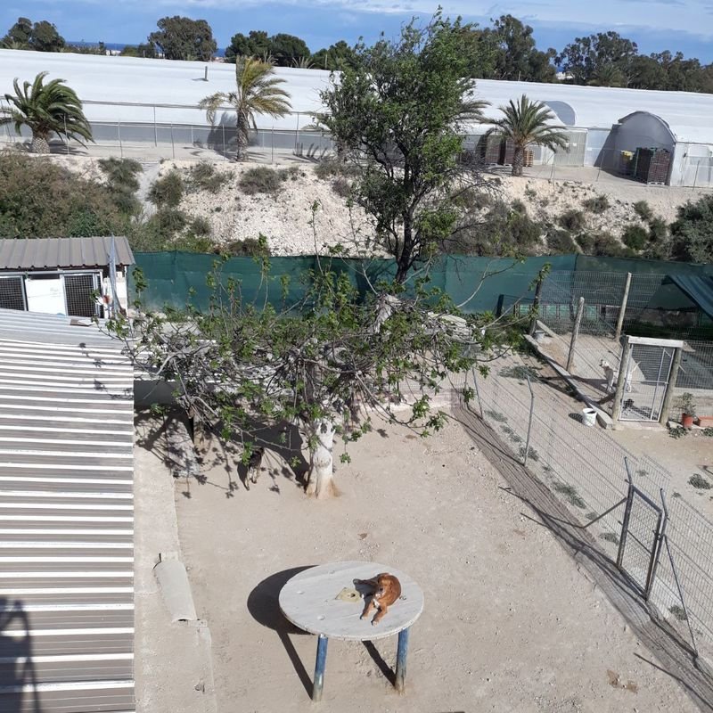 hotel canino y felino el rey de la casa