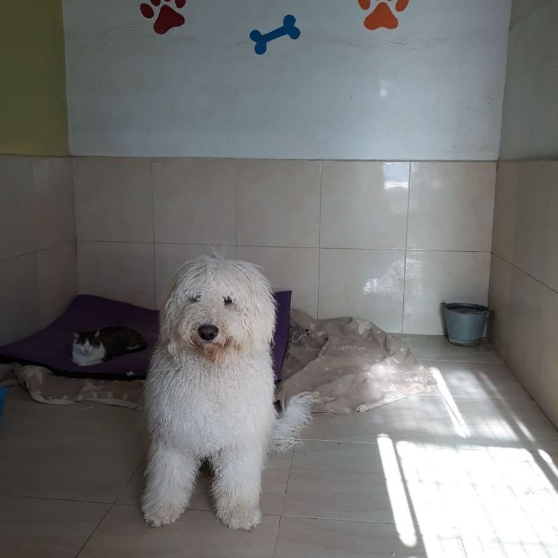 hotel canino y felino el rey de la casa