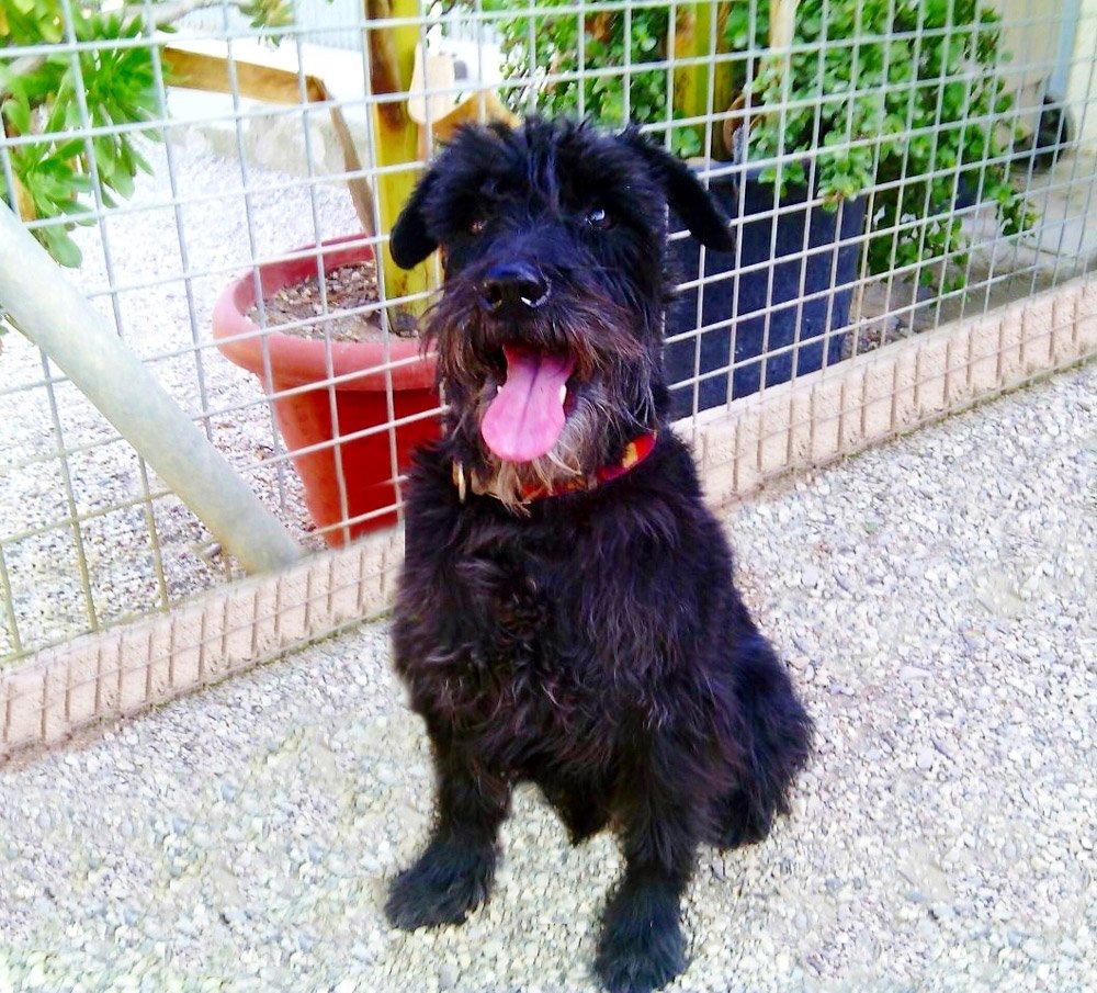 centro canino seguracan