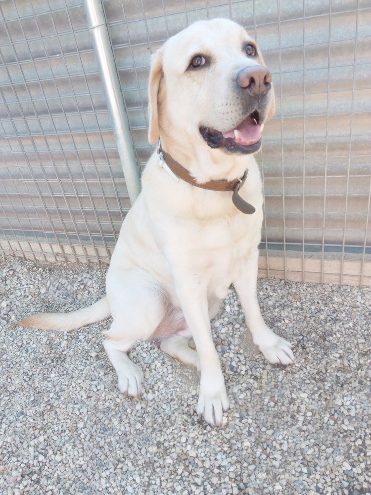 centro canino seguracan