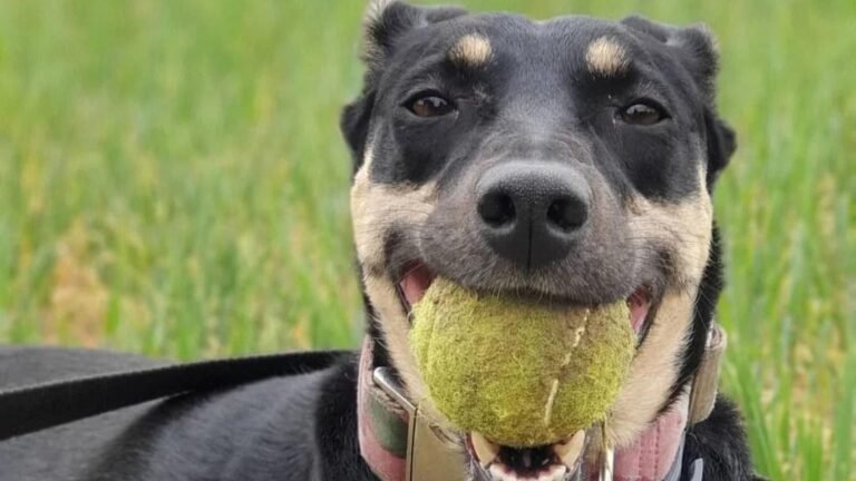 Guardería Canina Passeigx Barcelona – residencia canina en Barcelona
