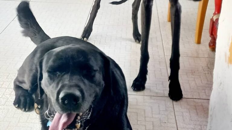 Residencia Canina Huellas y Manchas – residencia canina en Alicante