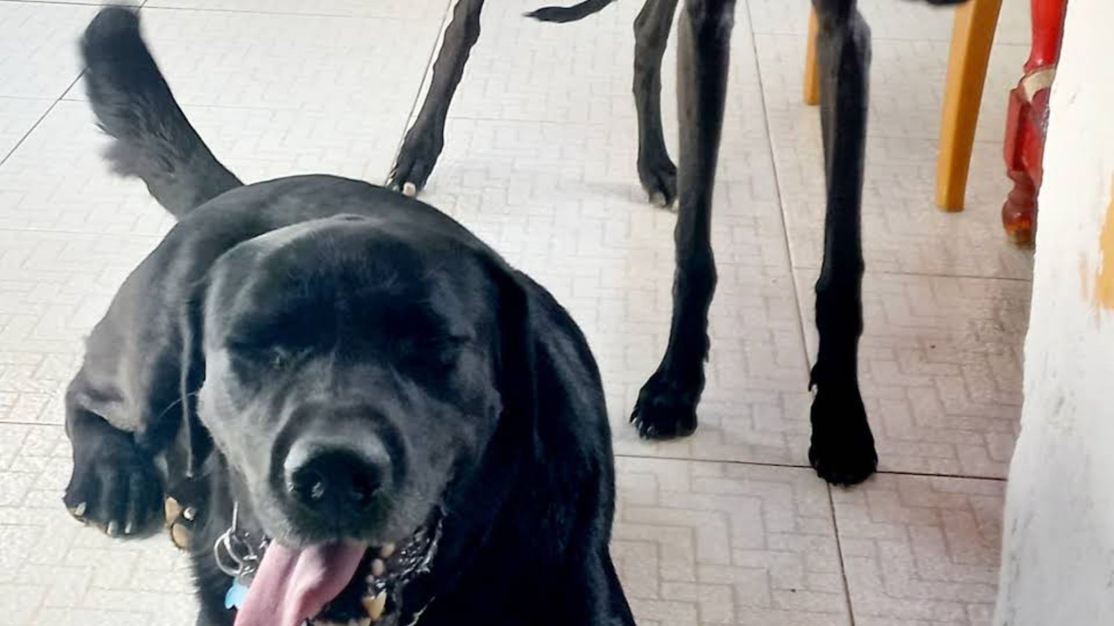 residencia canina huellas y manchas