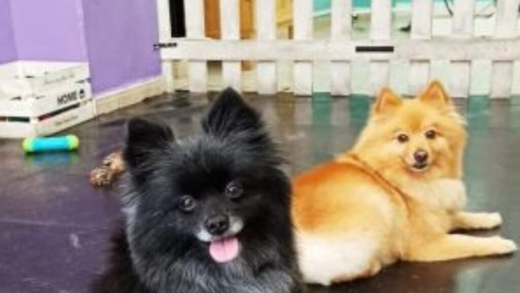 guardería canina michican