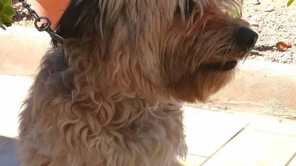 guardería canina dogzar