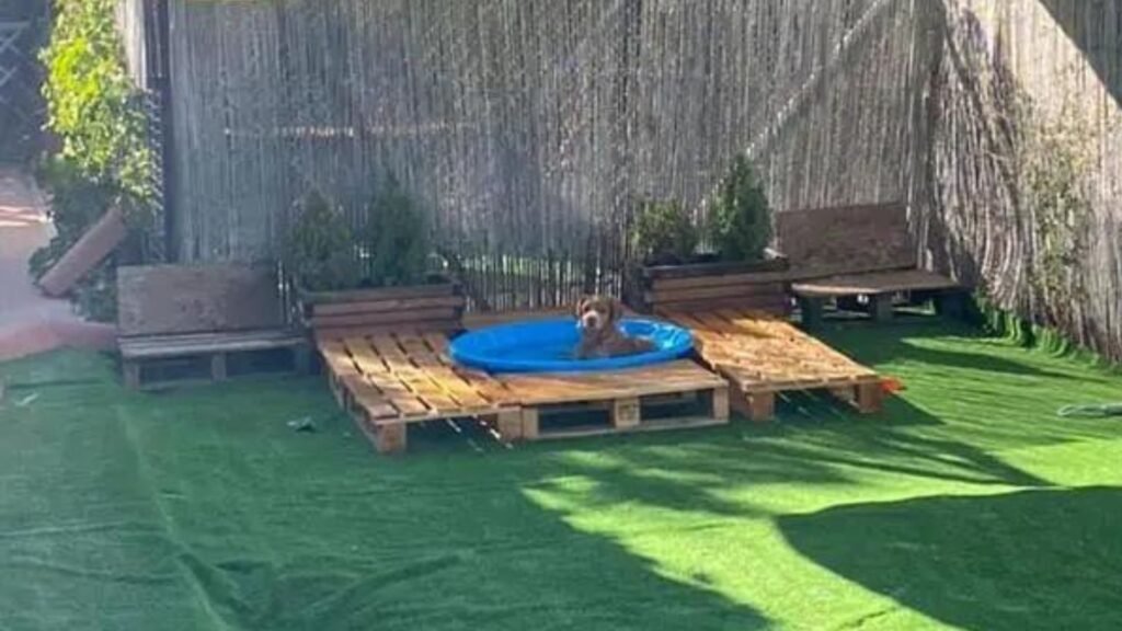 hotel canino villanueva