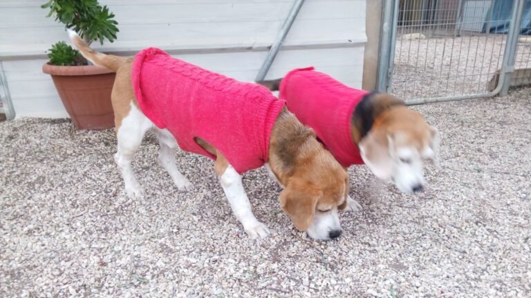 Centro Canino SeguraCan – residencia canina en Alicante