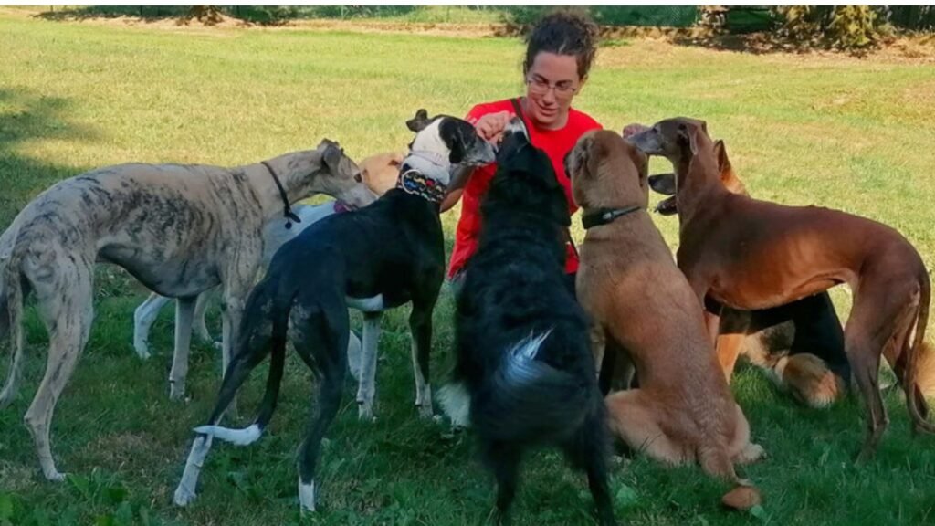 residencia canina amican