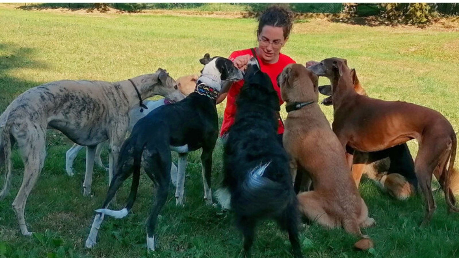 residencia canina amican