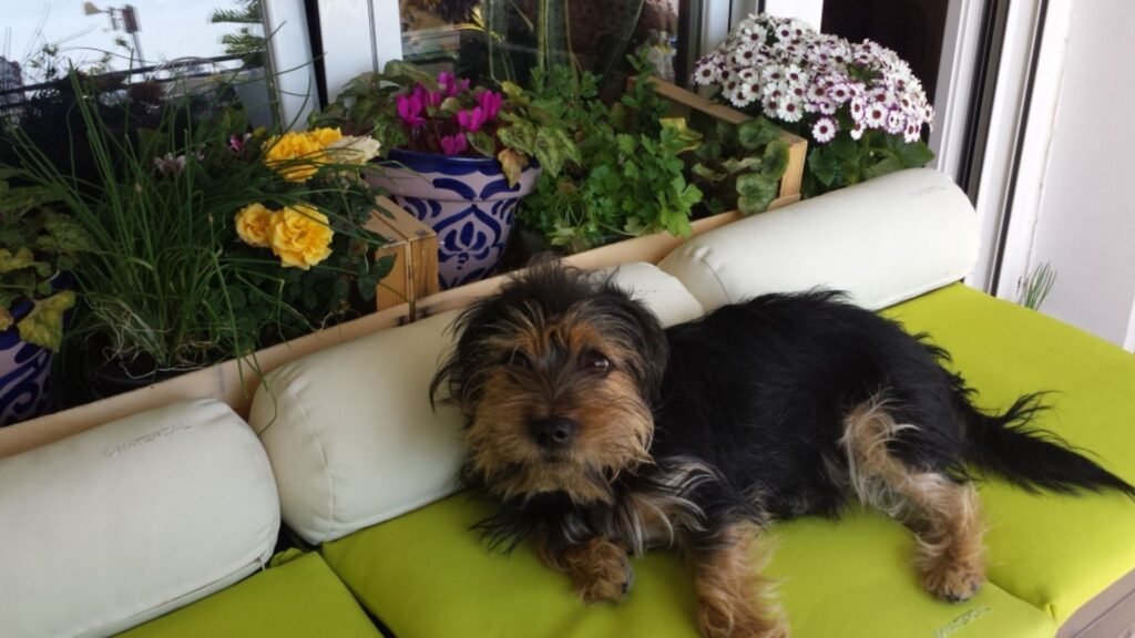 guarderia canina pet sitter