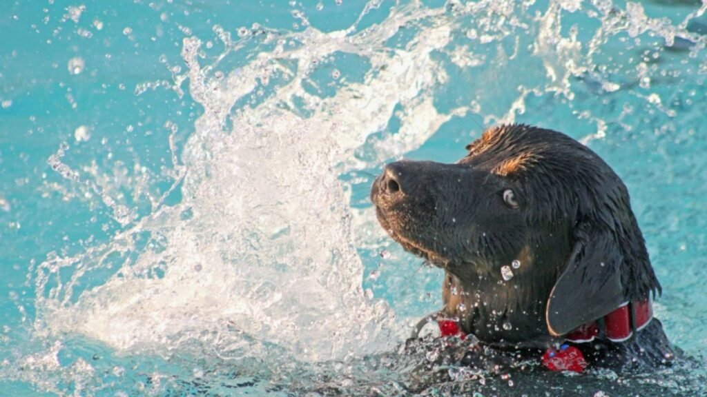 guarderia canina city dog madrid