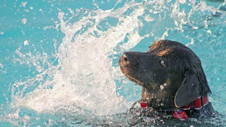Guardería City Dog Madrid – residencia canina en Madrid