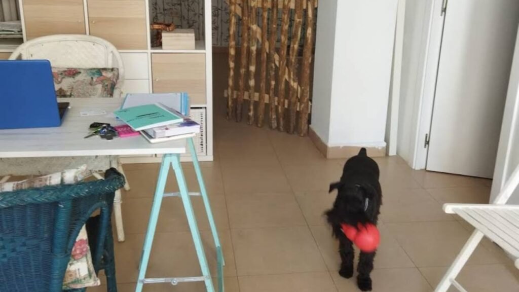 guardería canina cans chill out