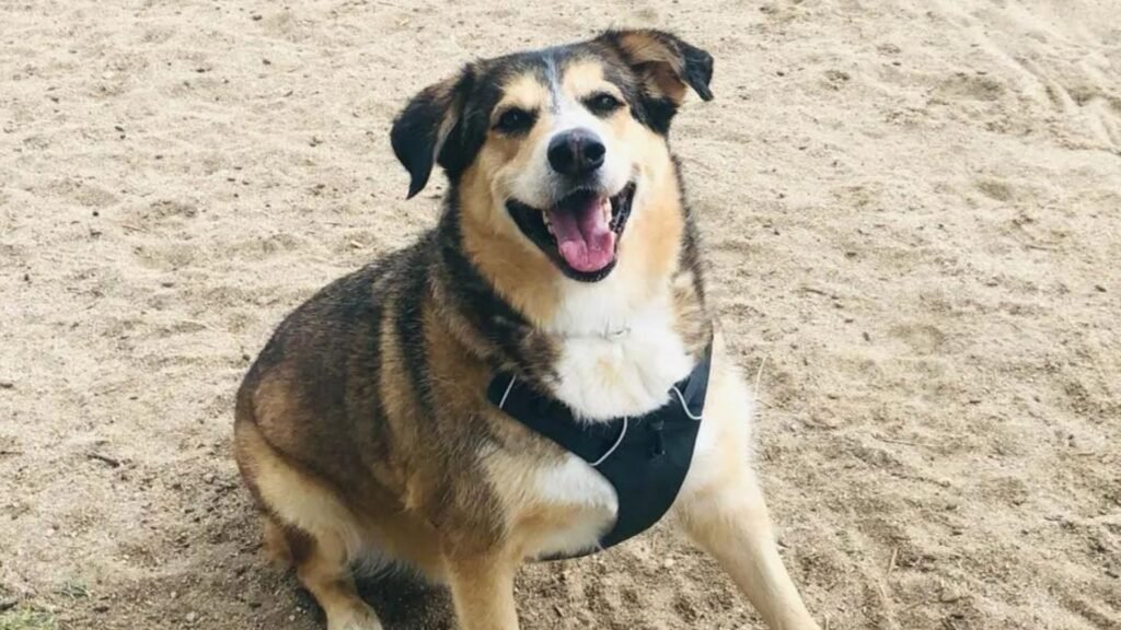 centro canino casa can