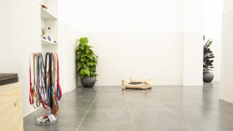 Guardería Canina Updog – residencia canina en Madrid