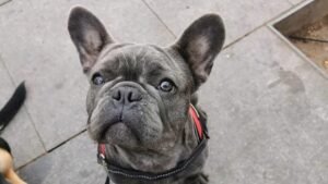 guardería canina dog care barcelona