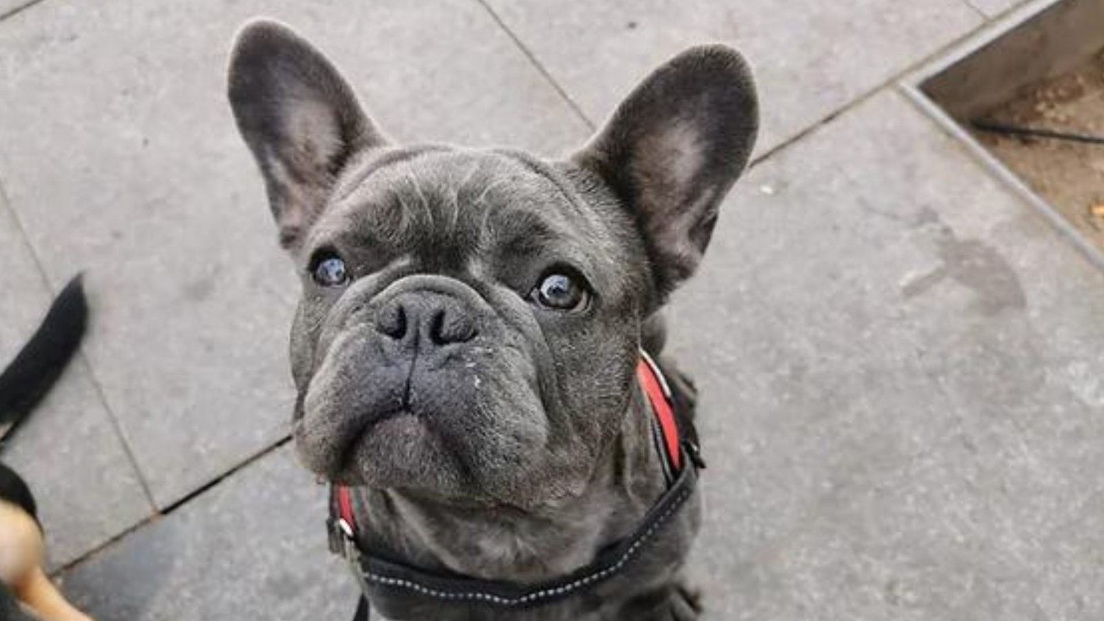 guardería canina dog care barcelona