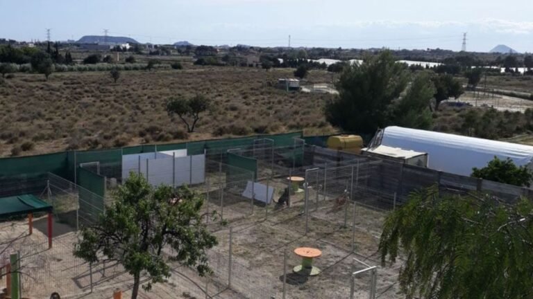 Hotel Canino El Rey de la Casa – residencia canina en Alicante