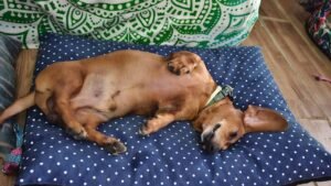 guardería canina puppy day care perros pequeños