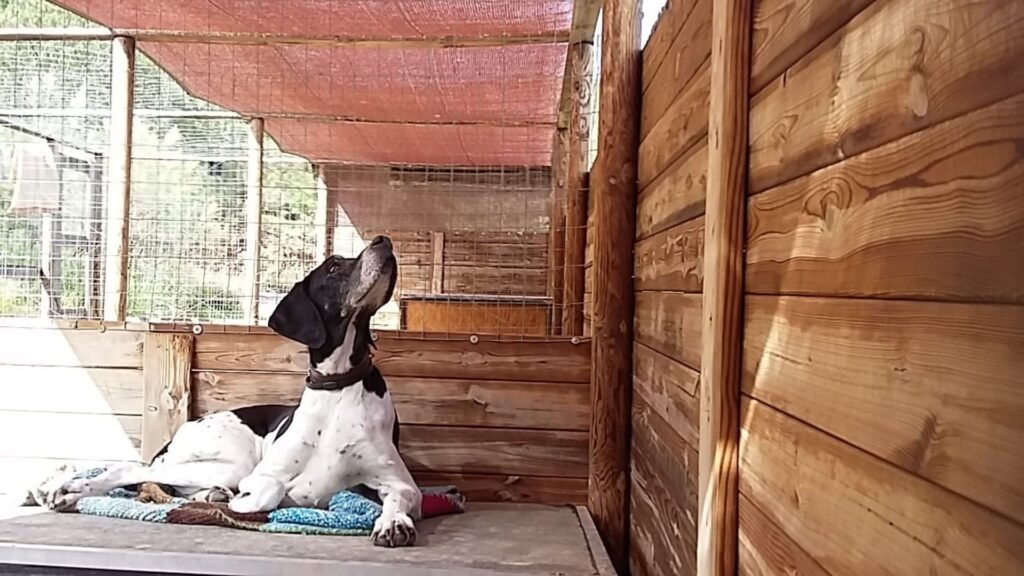 residencia canina leco