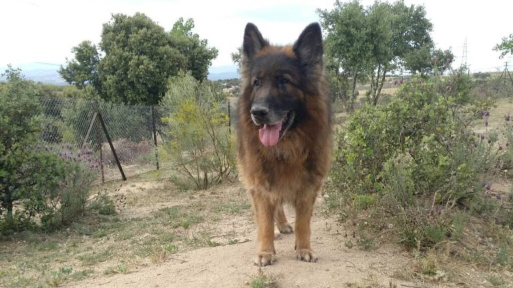 residencia canina como en casa
