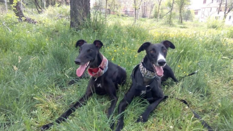 Residencia de Mascotas Virginia Pet Sitter – residencia canina en Madrid