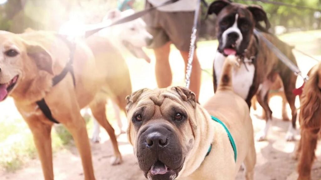 guardería canina dog care